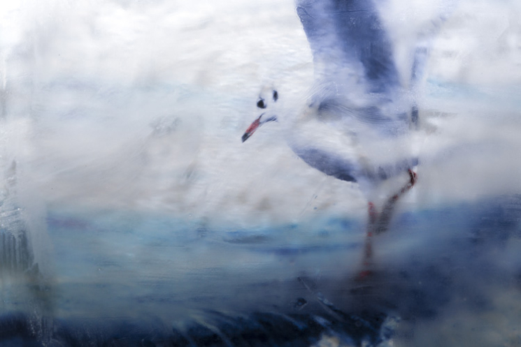 Möwe im Wasser