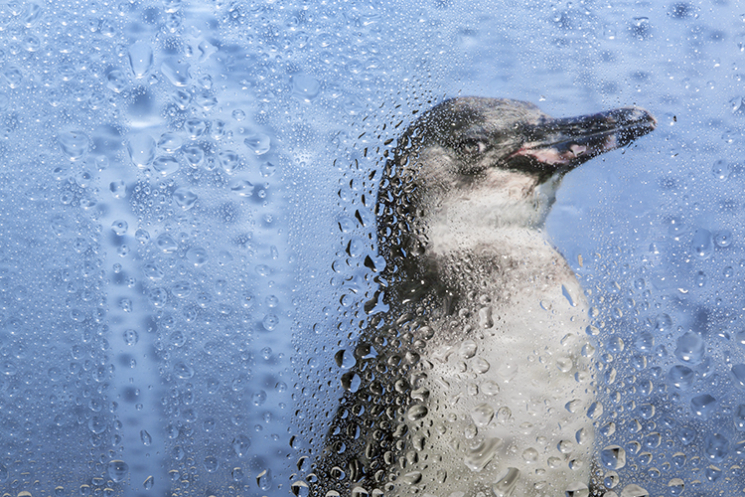 Pinguin