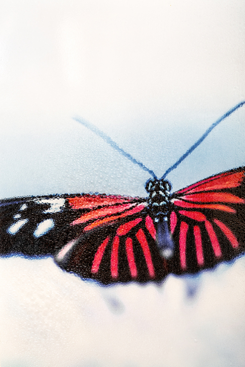 Schmetterling_miss-snapshot